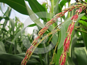 Red paddy rice in the paddy field, Bangladesh