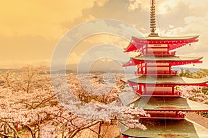 Red Pagoda and cherry blossom sakura in spring season with Mt F