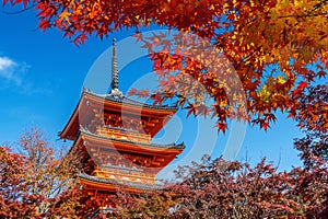 Red pagoda and maple tree in autumn, Kyoto in Japan