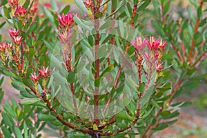 Red Pagoda ( Mimetes cucullatus ) bush plant, Australia