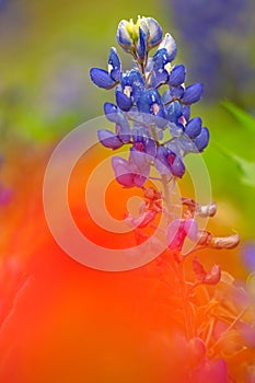 Red Painted Bluebonnet