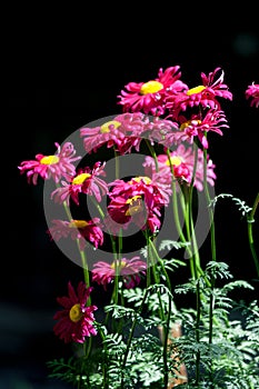 Red painted daisy flowers Pyrethrum Daisy. Pyrethrum was a genus