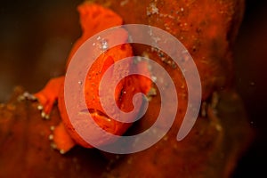 Red Painted Frogfish