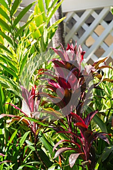 Red Palm Lili, Cordyline Fruticosa