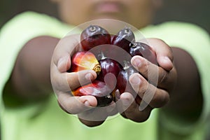 Red palm oil seeds on Child`s hands