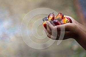 Red palm oil seeds on Child`s hands