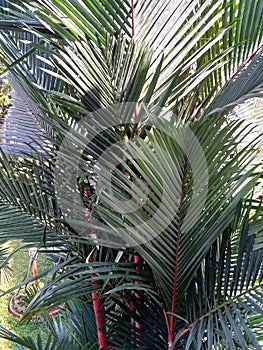 Red Palm From Top