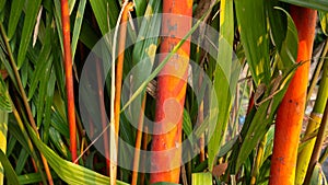 Red palm tree with green leaf. Background
