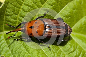 Red palm weevil