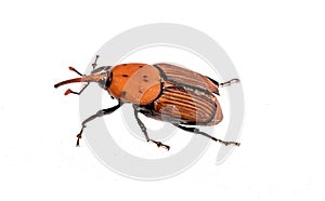 The red palm weevil Rhynchophorus ferrugineus isolated on white photo