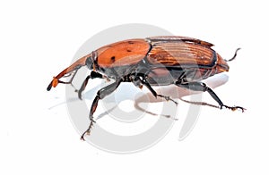 The red palm weevil Rhynchophorus ferrugineus isolated on white photo