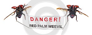 Red palm weevil Rhynchophorus ferrugineus photo