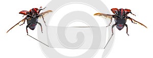 Red palm weevil Rhynchophorus ferrugineus photo