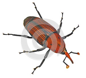 Red palm weevil, Rhynchophorus ferrugineus photo