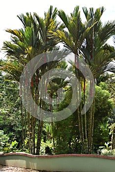 Red palms in the rainforest