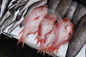 Fishmarket photo