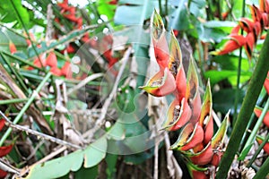 Red palulu heliconia flower, Heliconia bihai, tropical flower species, TeresÃ³polis, Rio de Janeiro, Brazil photo