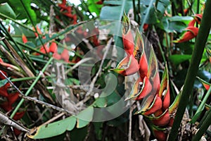 Red palulu heliconia flower, Heliconia bihai, tropical flower species, TeresÃ³polis, Rio de Janeiro, Brazil photo