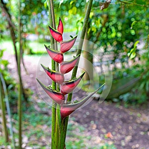 Red Palulu Tropical Plant, Ecuador photo