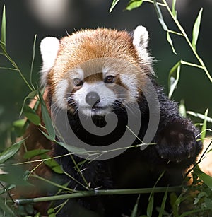 Red Panda