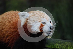 Red panda