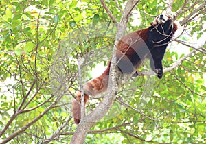 Red panda