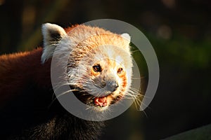 Red panda