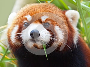 Red Panda photo