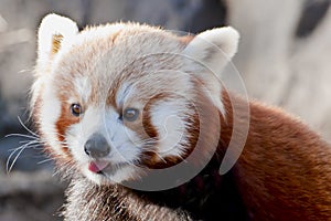 Red Panda