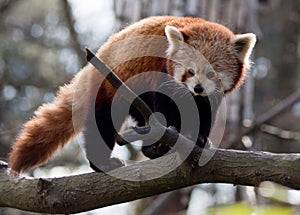 Red panda