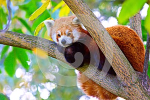 Red Panda