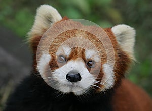 Red Panda