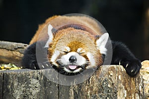 Red Panda