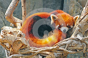 Red panda