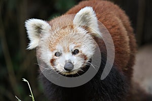 Red Panda