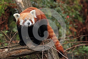 Red panda photo