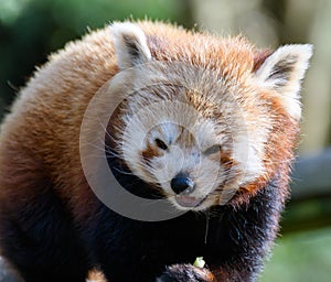 A Red Panda