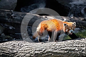 Red panda