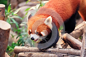 Red Panda