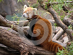 Red Panda
