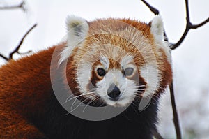 Red Panda