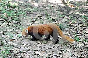 Red panda