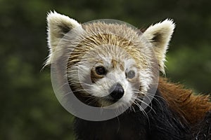 Red Panda