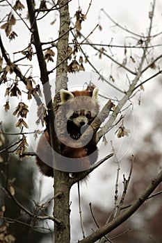 Red Panda