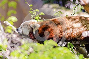 Red Panda