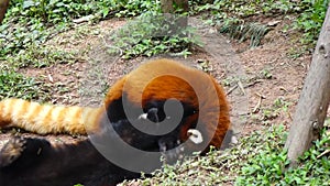 Red panda