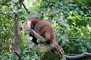 Red panda