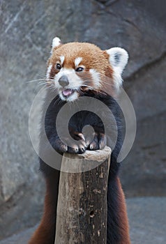 Red Panda