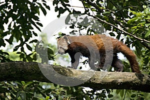 Red Panda