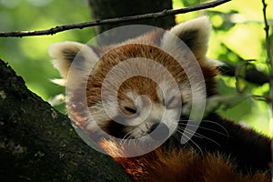 Red Panda